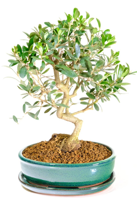 Mediteranean Olive bonsai tree