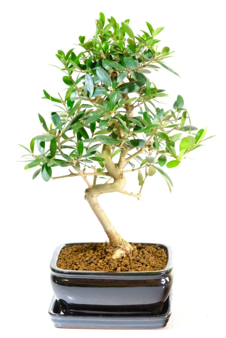 Tall and elegant olive bonsai tree