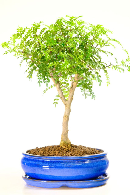 Pretty Aromatic Pepper Tree bonsai