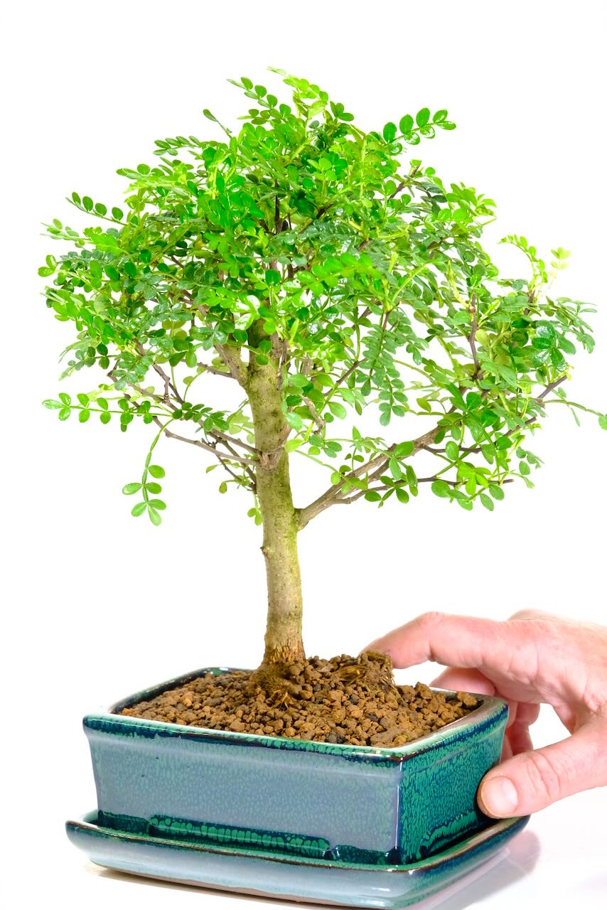 Zanthoxylum piperitum bonsai in forest green pot with tray