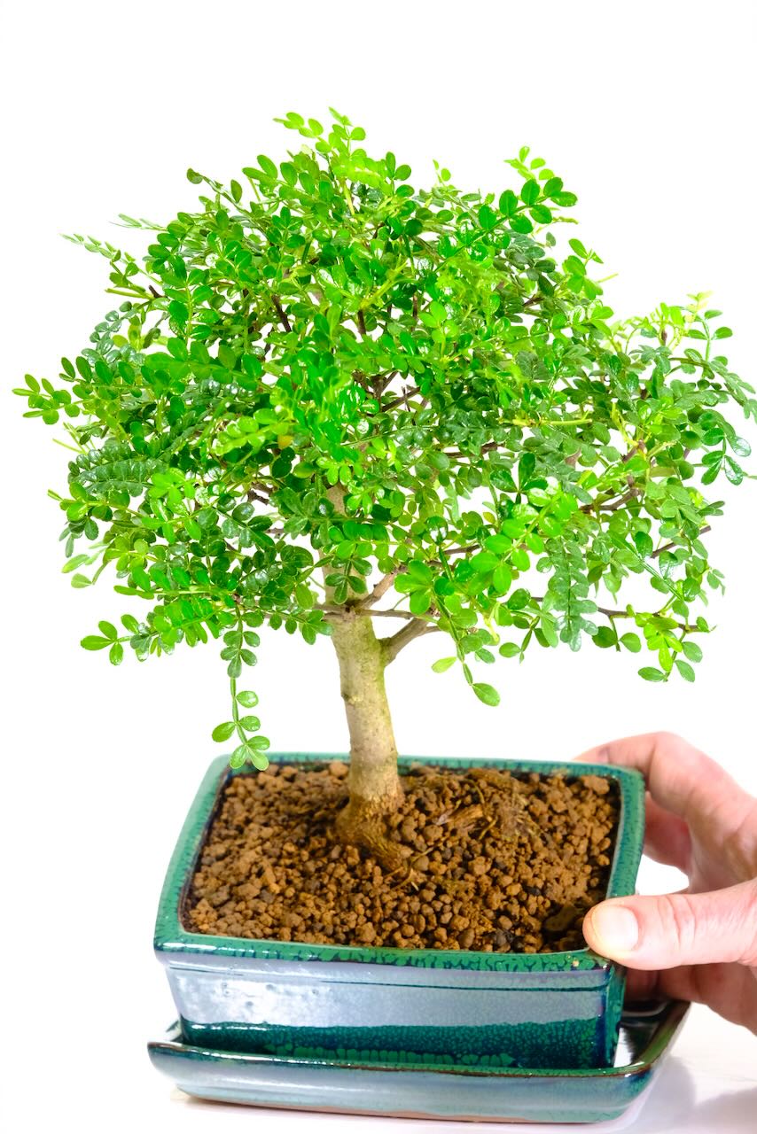 Releases a zesty fragrance when pruned