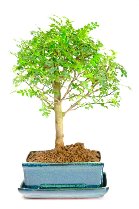 Tiny Aromatic Pepper Tree bonsai for sale