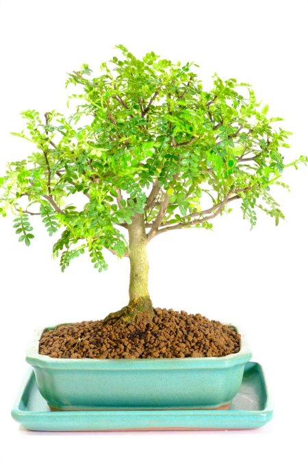 Fresh and Zesty Aromatic Indoor Pepper Bonsai