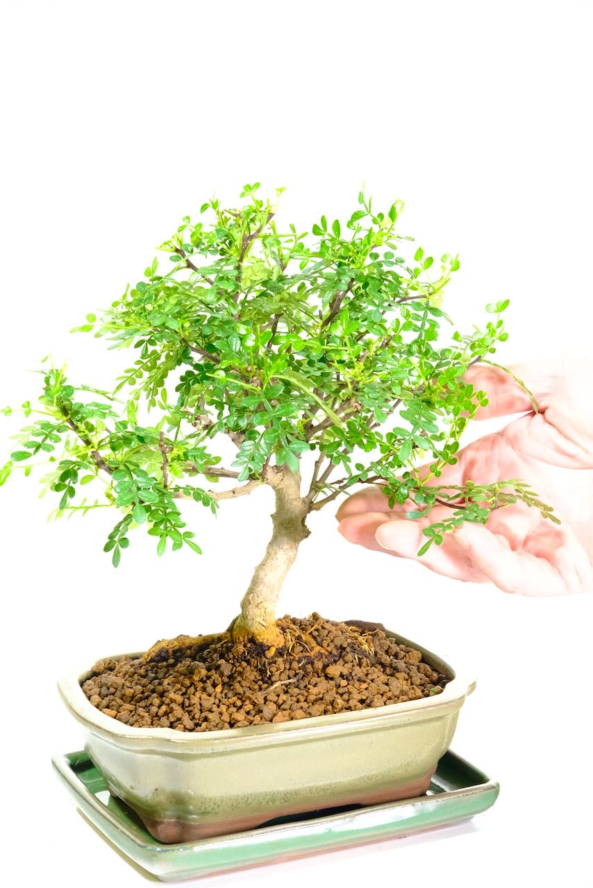 Incredible aroma when pruned