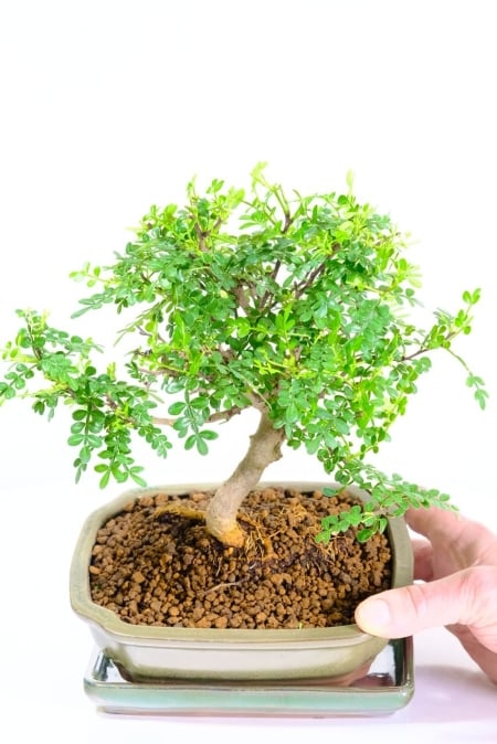 Gentle curving trunk