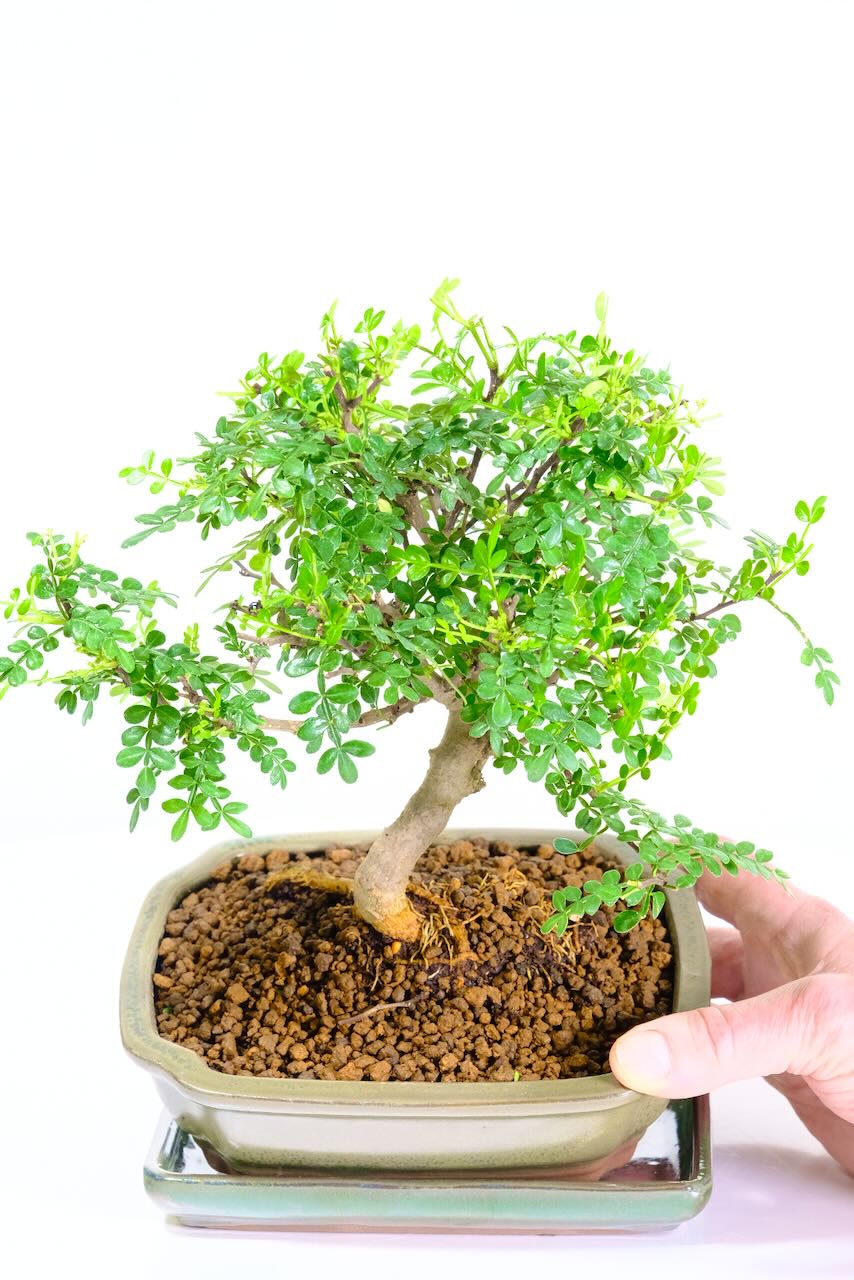 Gentle curving trunk