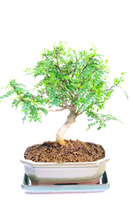 Elegant indoor Japanese Pepper Tree bonsai