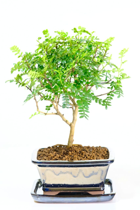 Adorable Aromatic Pepper Bonsai- Symbolises Protection, Peace & Harmony