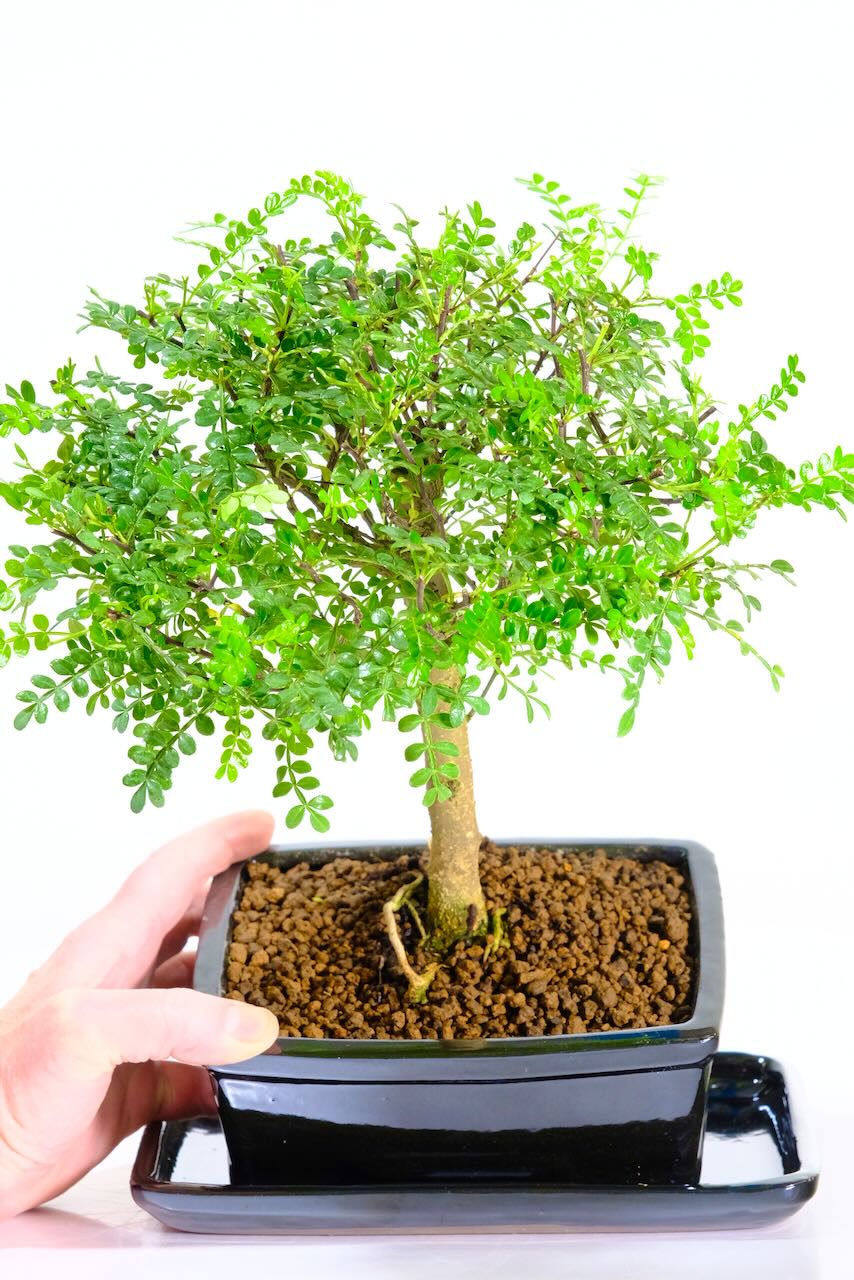 Zanthoxylum piperitum bonsai for sale in black pot - Citrus scent