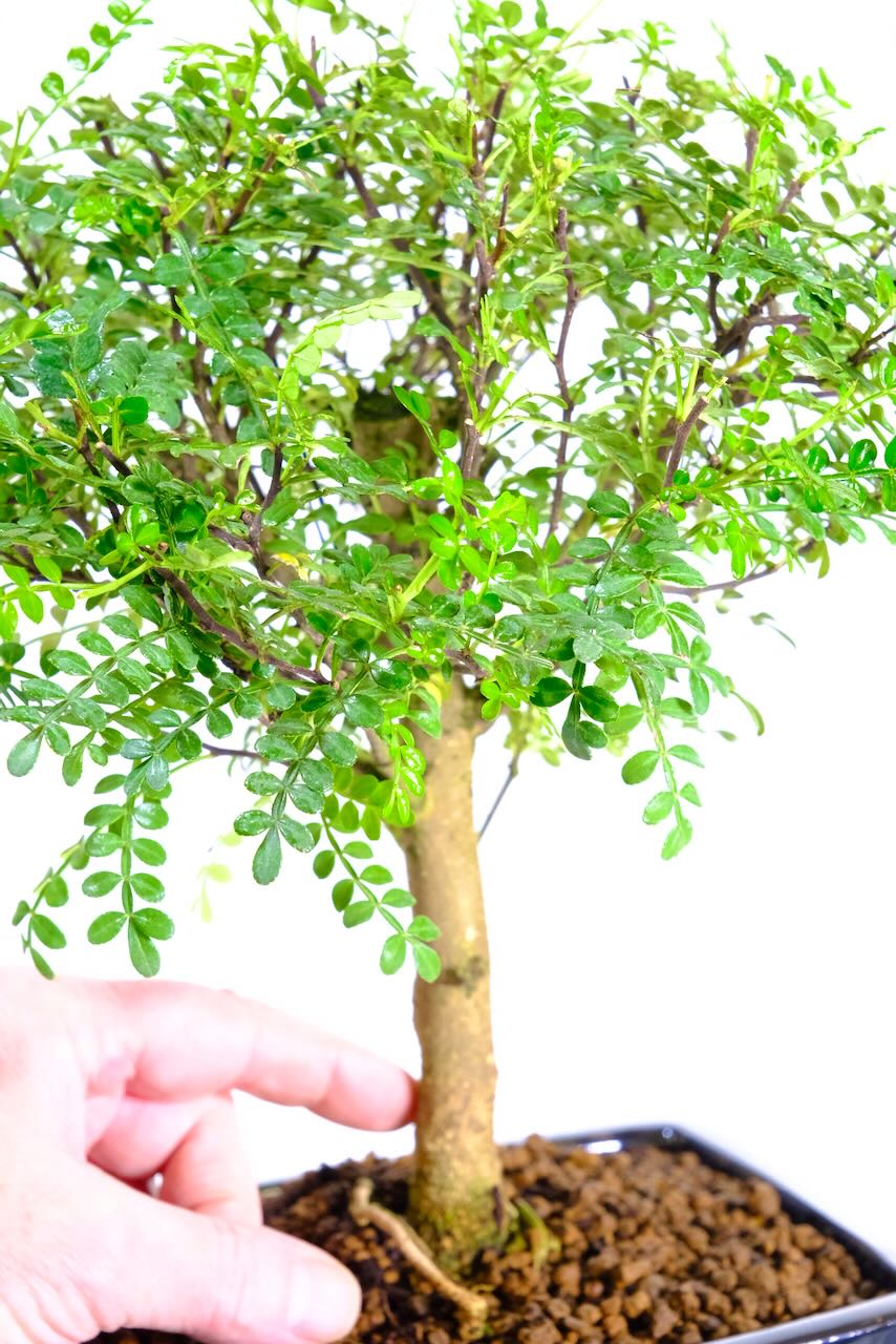Zanthoxylum Bonsai Tree – Young, Expressive, and Full of Future