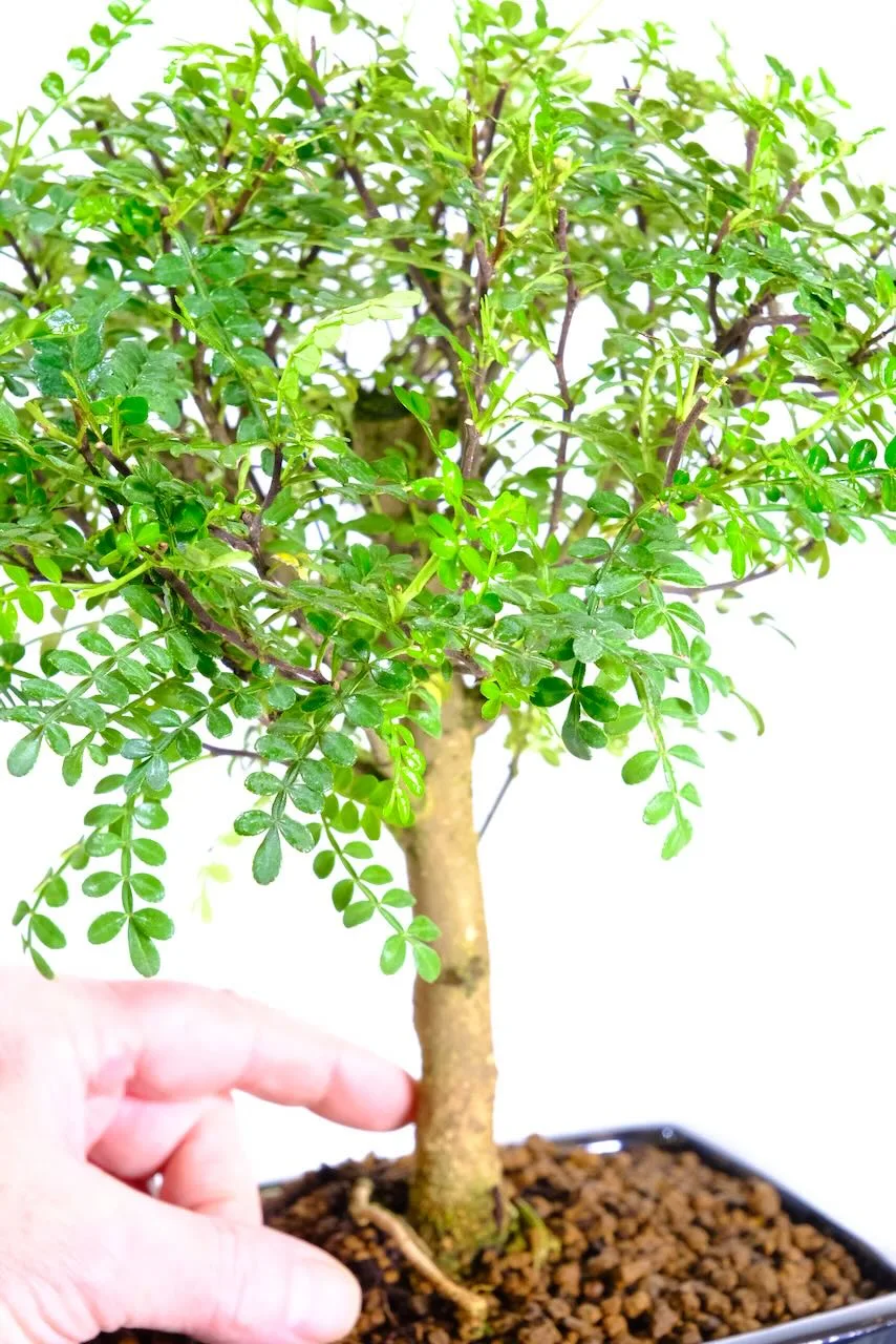 Zanthoxylum Bonsai Tree – Young, Expressive, and Full of Future