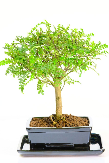 Premium Zanthoxylum Piperitum Bonsai: Fragrant, Easy Care, Indoor Beauty