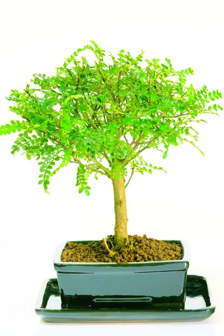 Zanthoxylum Bonsai Tree – Young, Expressive, and Full of Future