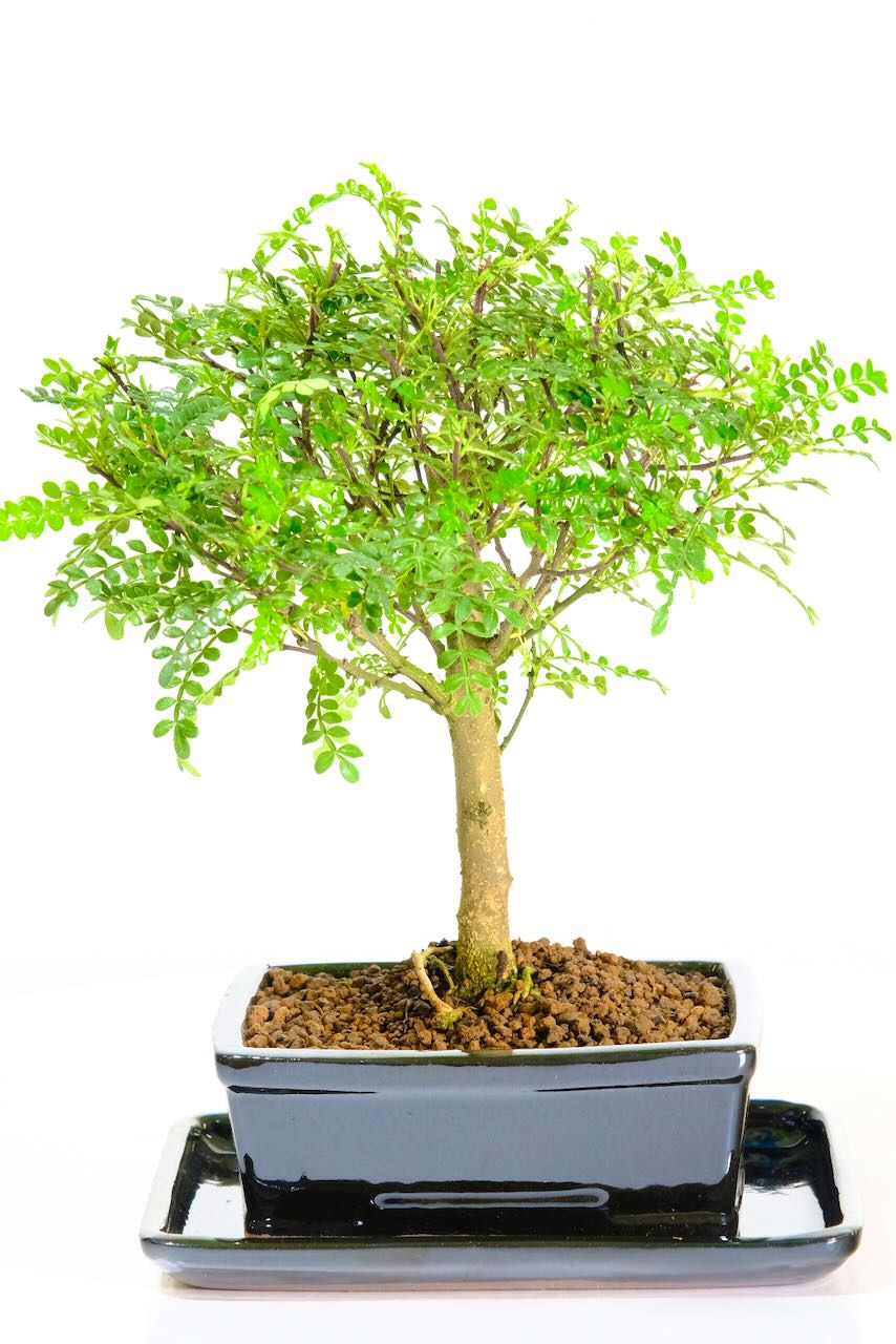 Premium Zanthoxylum Piperitum Bonsai: Fragrant, Easy Care, Indoor Beauty