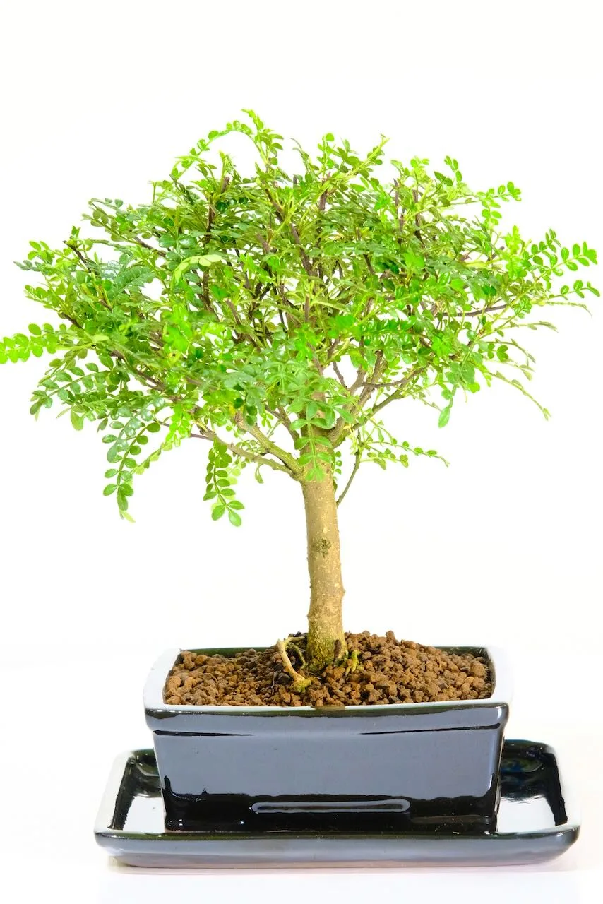 Premium Zanthoxylum Piperitum Bonsai: Fragrant, Easy Care, Indoor Beauty