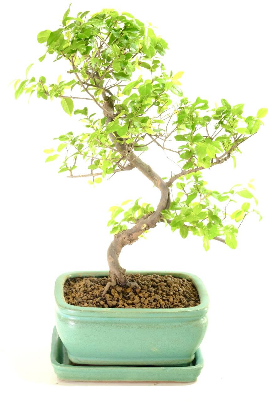 Delivery to most of the UK is free! We deliver to the Highlands & Islands for a small charge, this service takes 2 working days