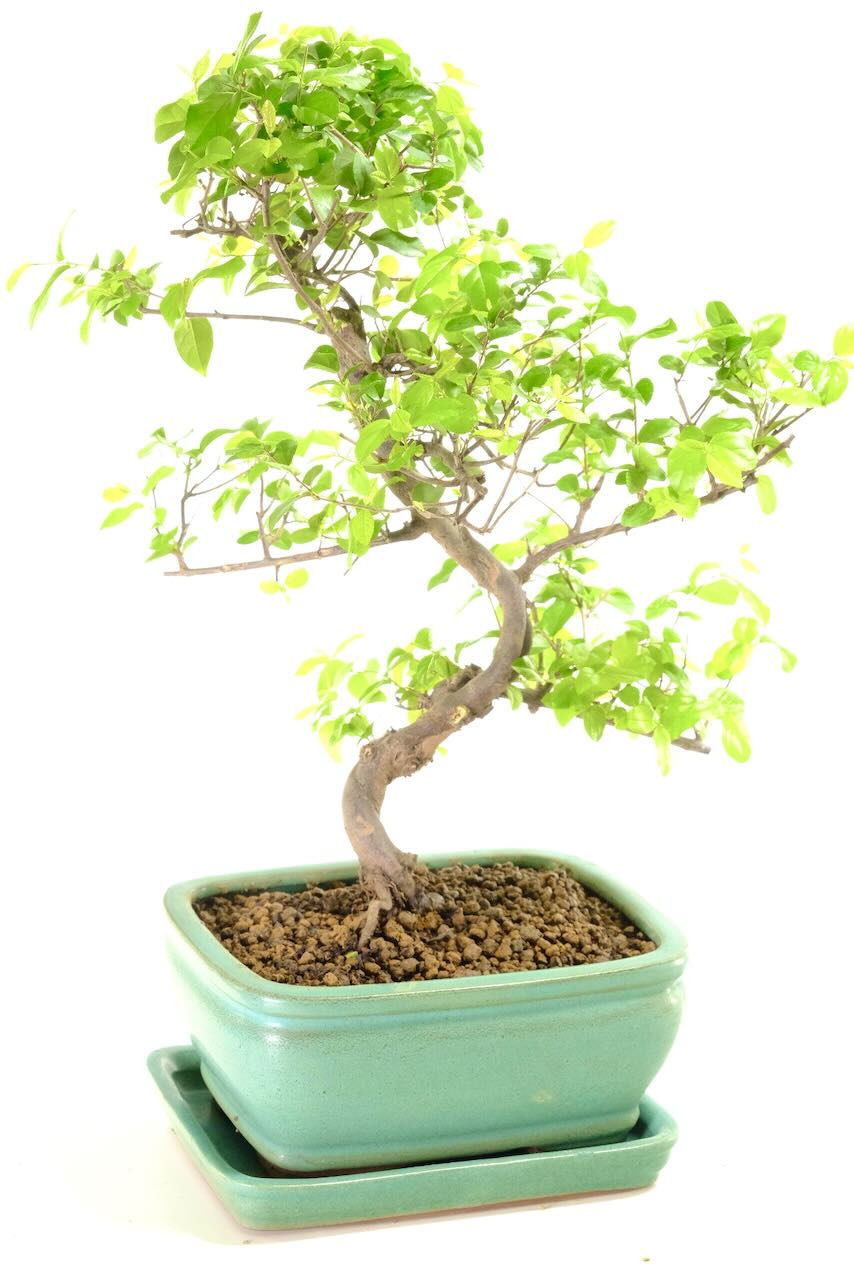 Well styled trunk with lovely branch placement