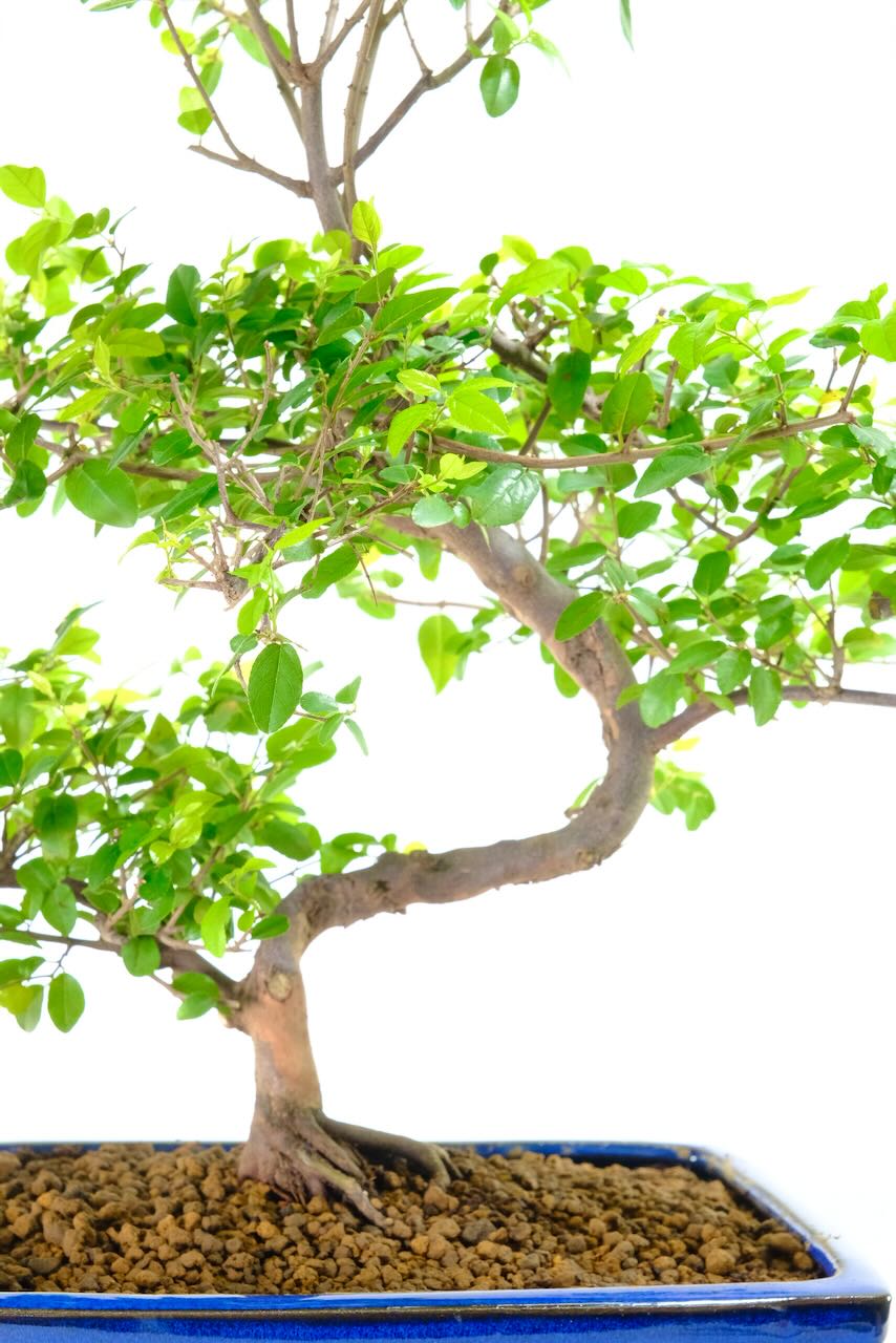 Beautiful red-toned bark with pretty green leaves that grow tan/russet tips during summer, followed by purple plum-like fruits