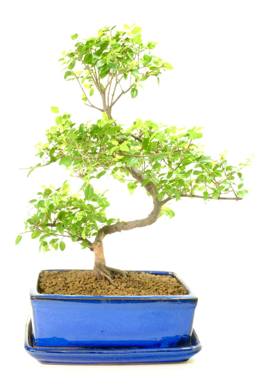 FREE next working day delivery to Portsmouth, Kingston and Leighton Buzzard