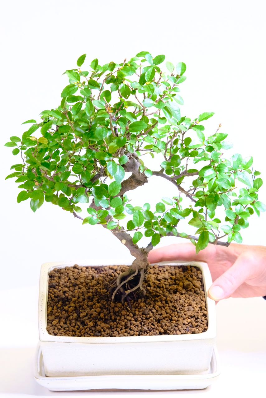Beautiful emerald green leaves of this Sageretia bonsai tree