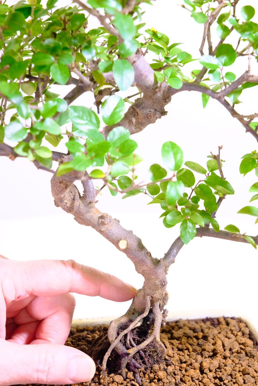 Twisty Beginners Sageretia theezans Bonsai | Elegant Indoor Sweet Plum Tree in Cream Banded Pot