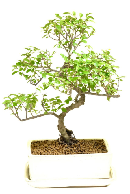Large fruiting Sageretia bonsai tree for sale in cream pot
