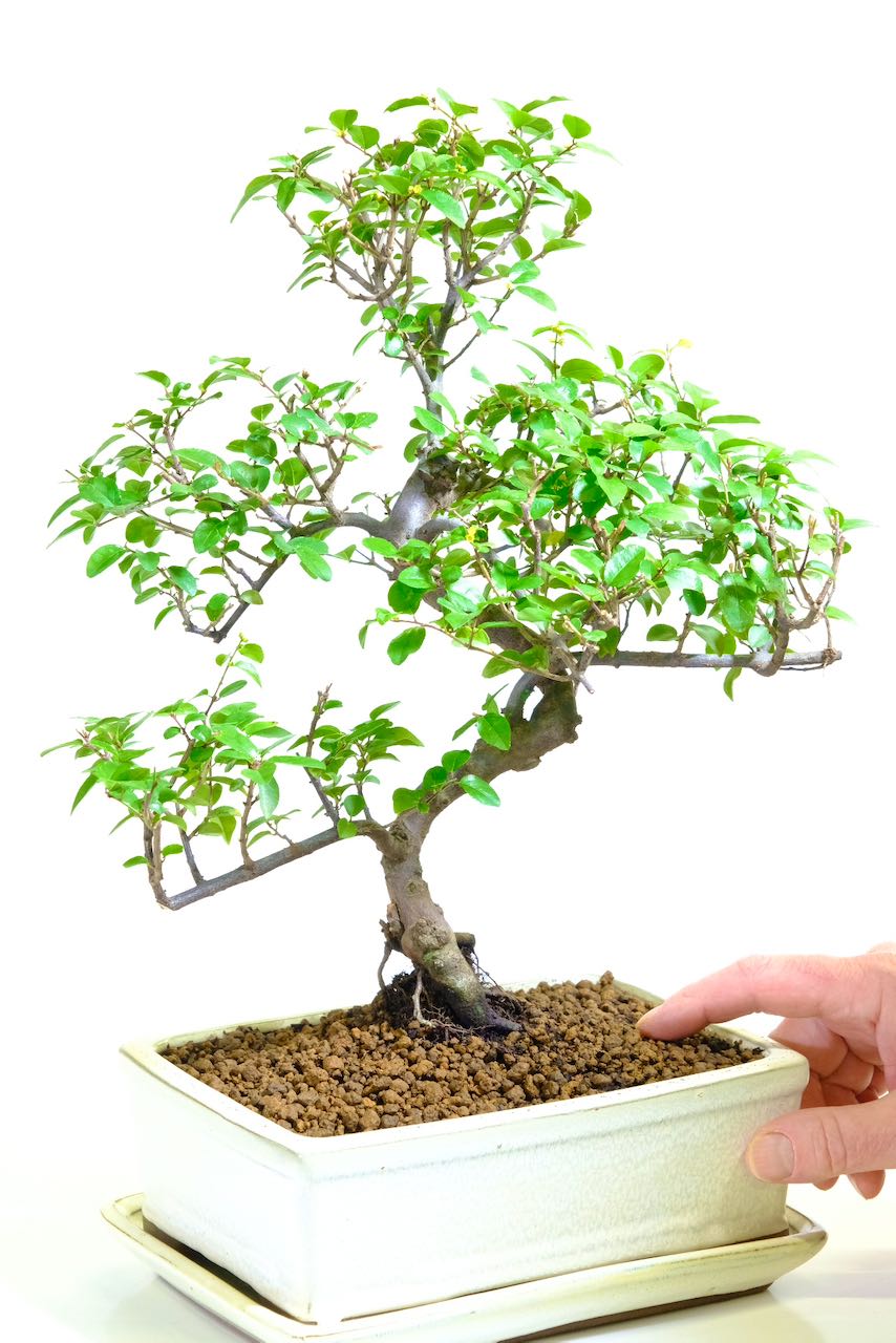 Shapley Fruiting Sweet Plum (Sageretia) Indoor Bonsai Tree | Reddish Hues