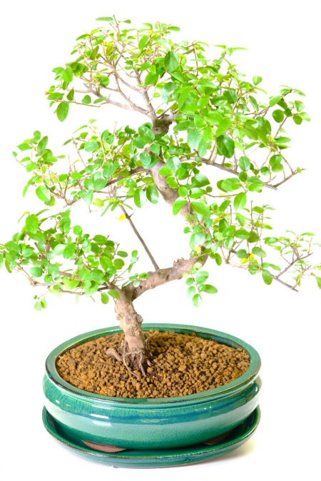 Fabulously Fruiting Chinese Sweet Plum Indoor Bonsai Tree - Incredible Curly Whirly Design