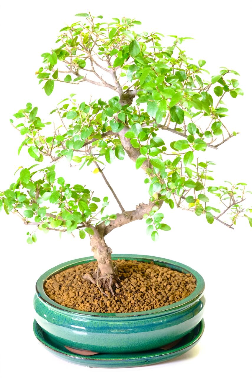 Fabulously Fruiting Chinese Sweet Plum Indoor Bonsai Tree - Incredible Curly Whirly Design