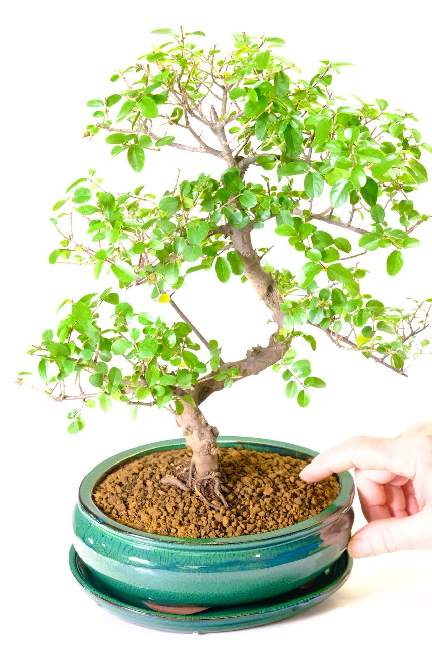 Beautiful styled Sageretia bonsai for sale in green pot