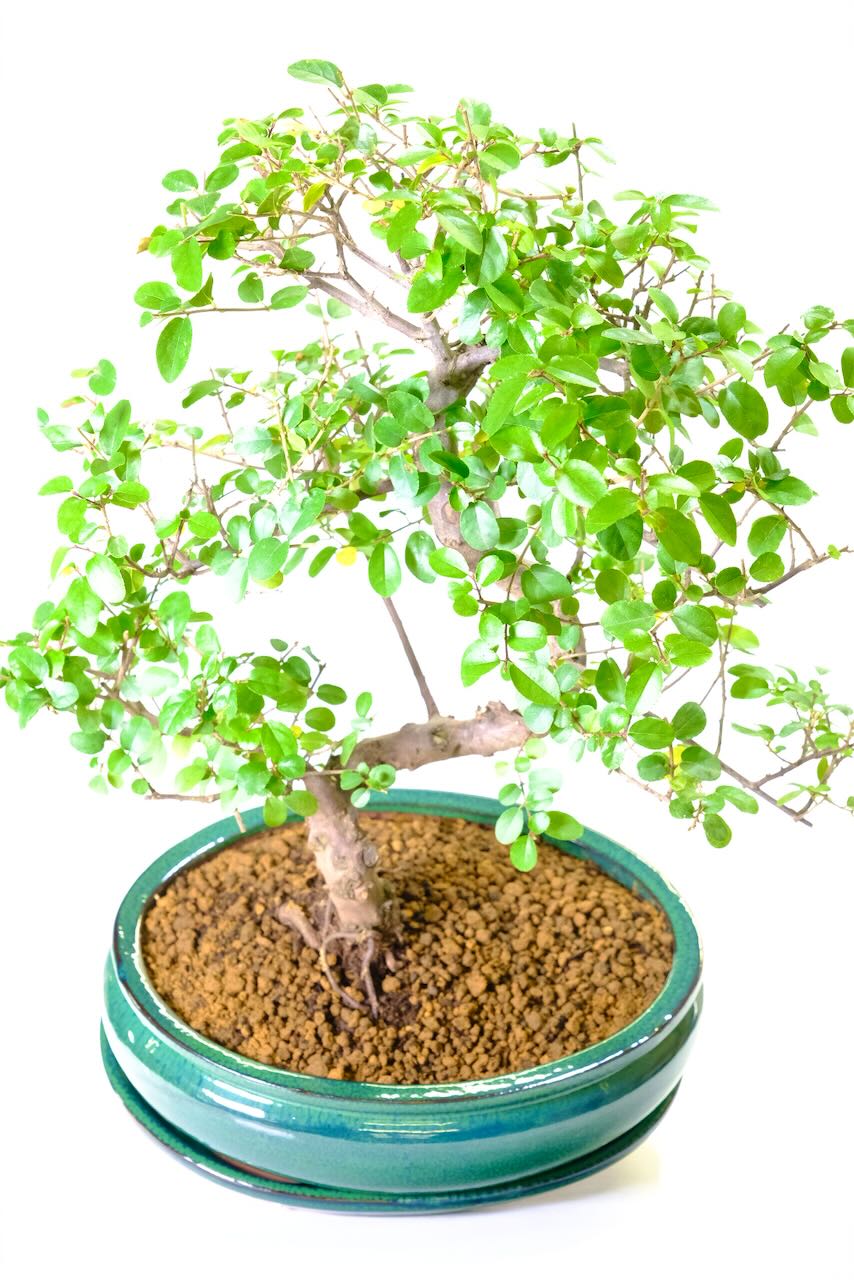 Fast growing indoor plum bonsai for sale for beginners