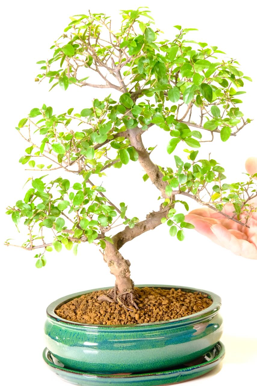 A Mature Chinese Sweet Plum Bonsai with Instant Presence