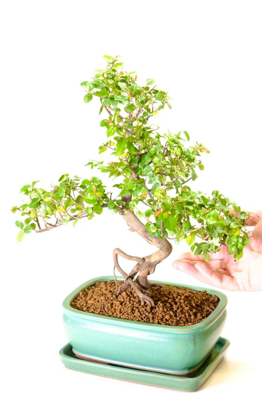 Traditionally Styled Fruiting Sweet Plum Indoor Bonsai Tree with Spectacular Character