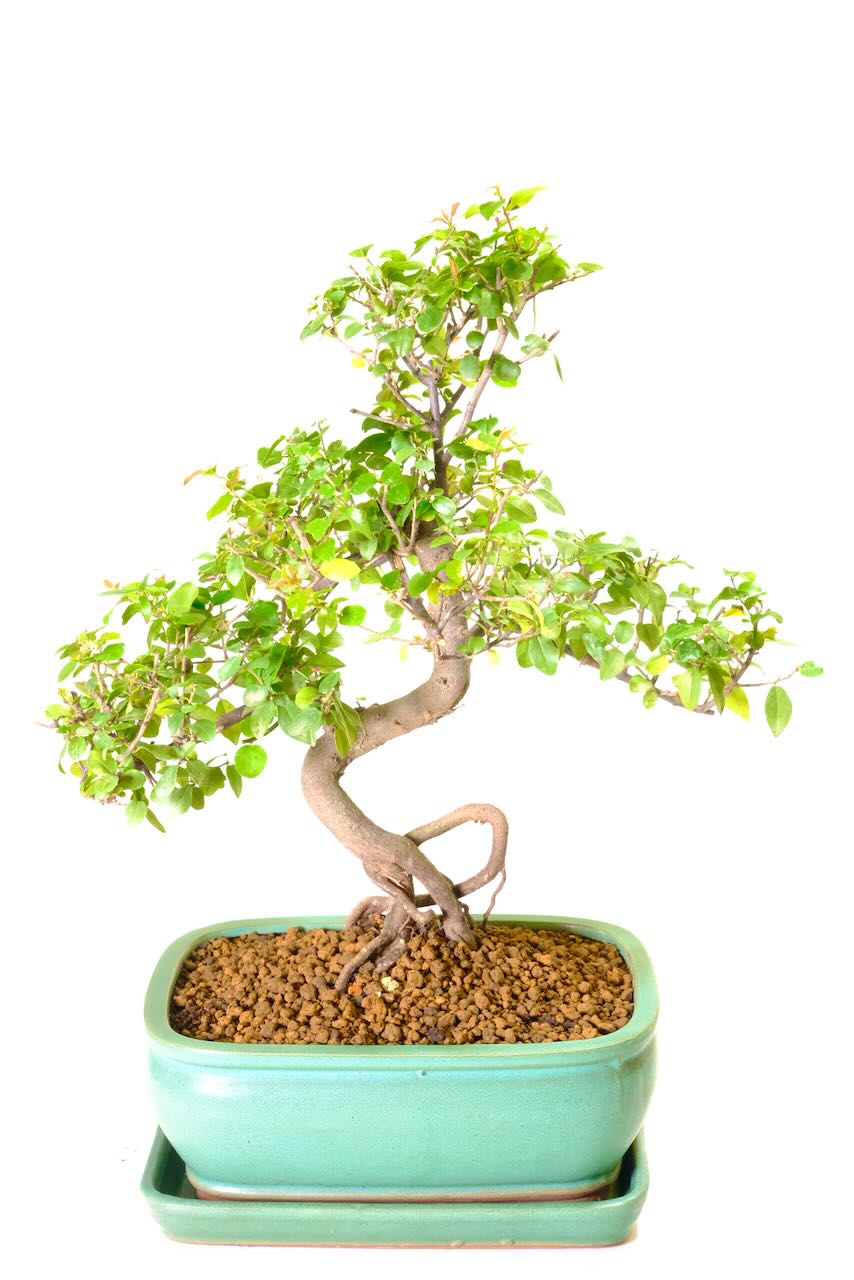 Jade-Green Pot With a Matching Drip Tray