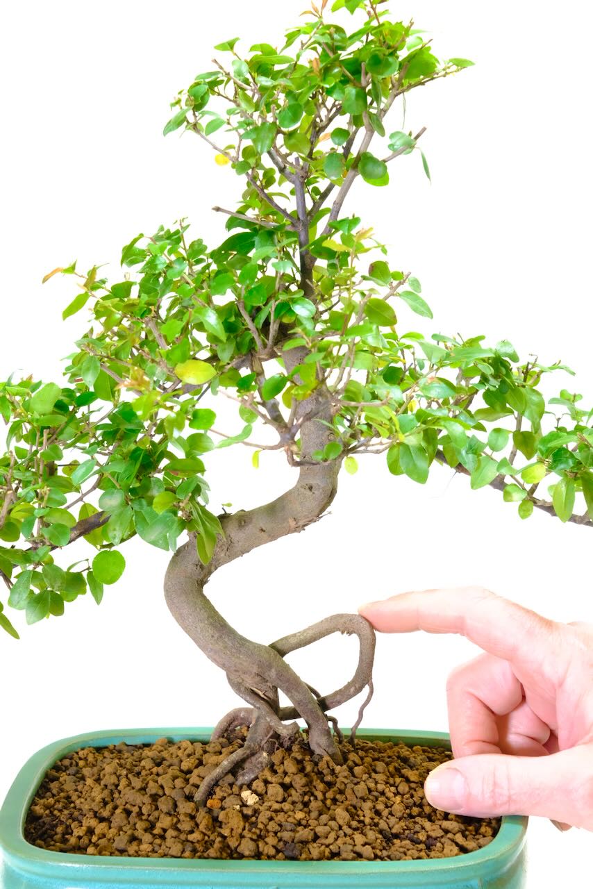 This image shows the exposed roots of this sageretia bonsai tree