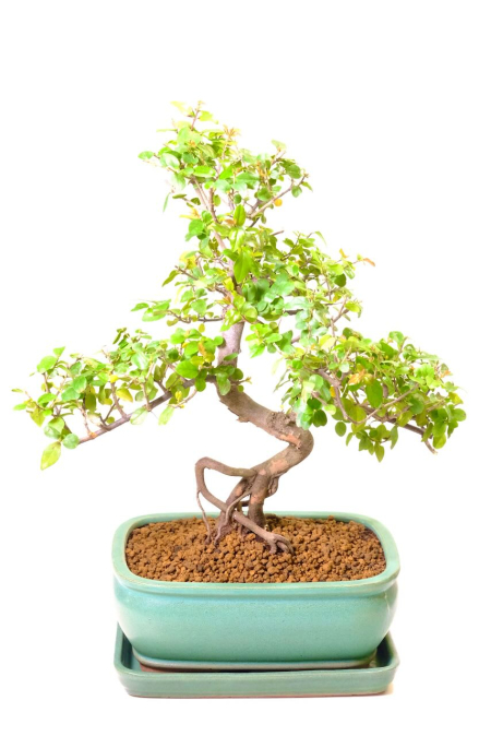 Twisty Chinese Sweet Plum – A Fruiting Bonsai Tree Full of Character