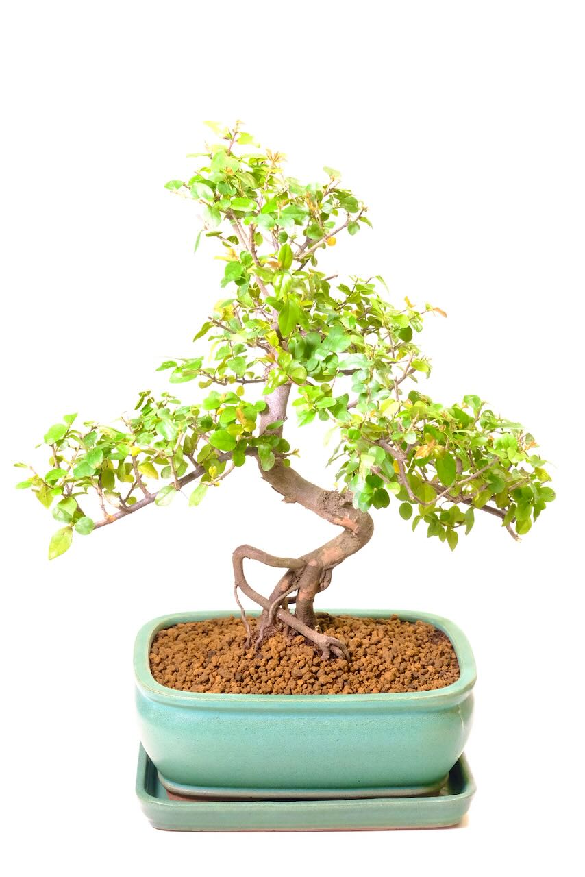Twisty Chinese Sweet Plum – A Fruiting Bonsai Tree Full of Character