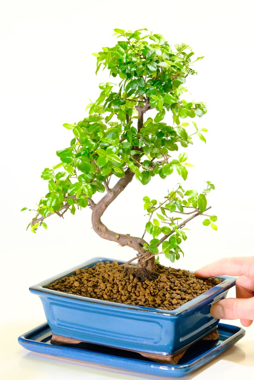 A Striking Top Quality Sageretia Bonsai Tree with Beautiful Taper & Balanced Structure