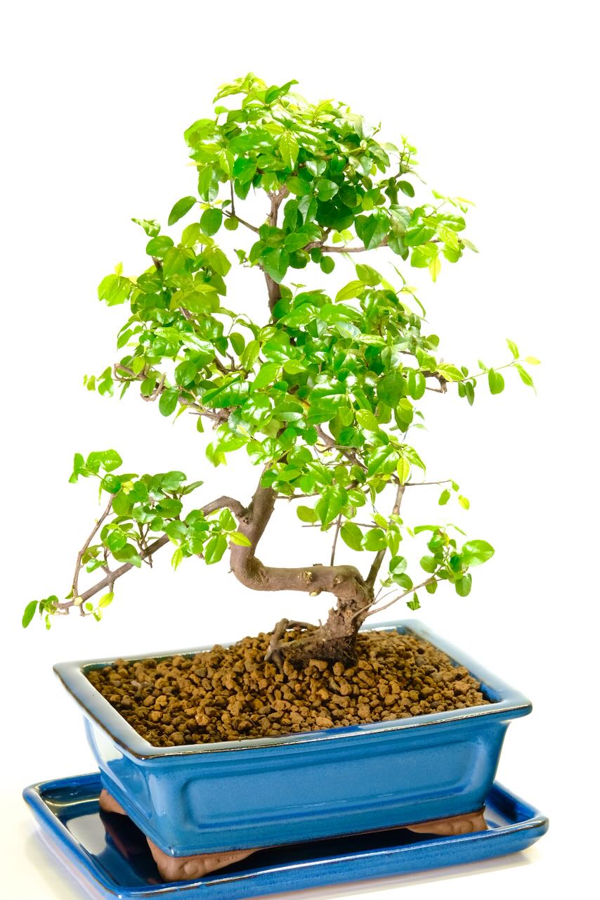 Quality Sageretia Bonsai Tree | Exceptional Fruiting Sweet Plum in Leaden Blue Green Glazed Pot