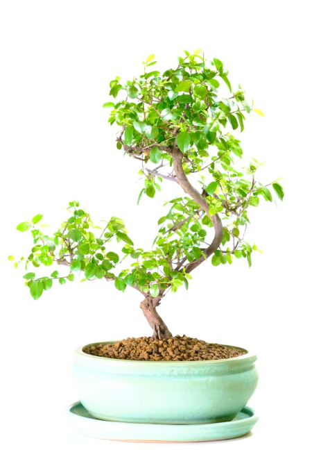 Picturesque Fruiting Sweet Plum Indoor Bonsai Tree with Lovely Shape