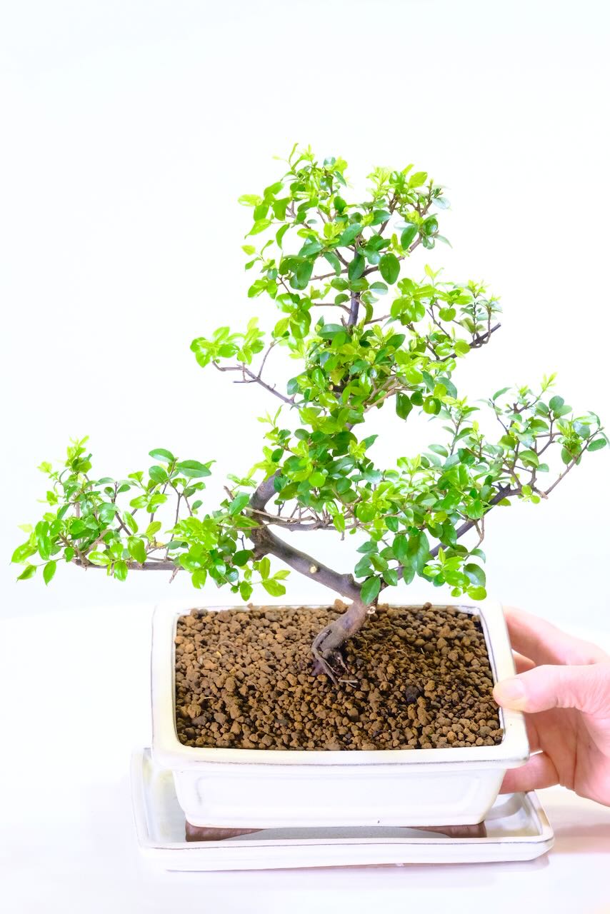 Full of new seasons leaves forge a lush but neat canopy of natural small foliage