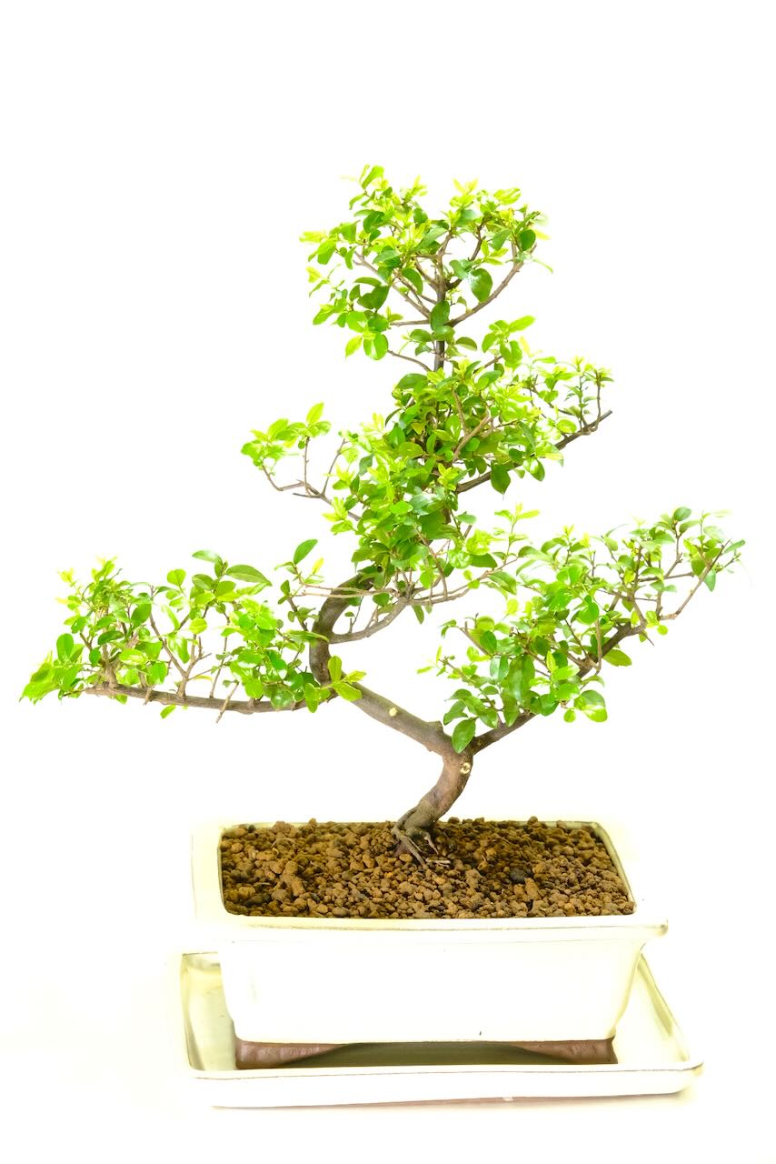 Character Bonsai | Magnificent Indoor Fruiting Sweet Plum with Outstanding Artistic Style