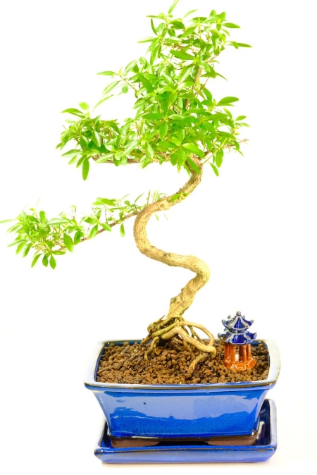 White flowers during summer months