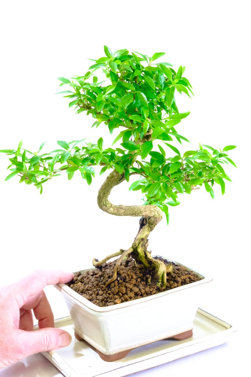 Very pretty styling and shaping