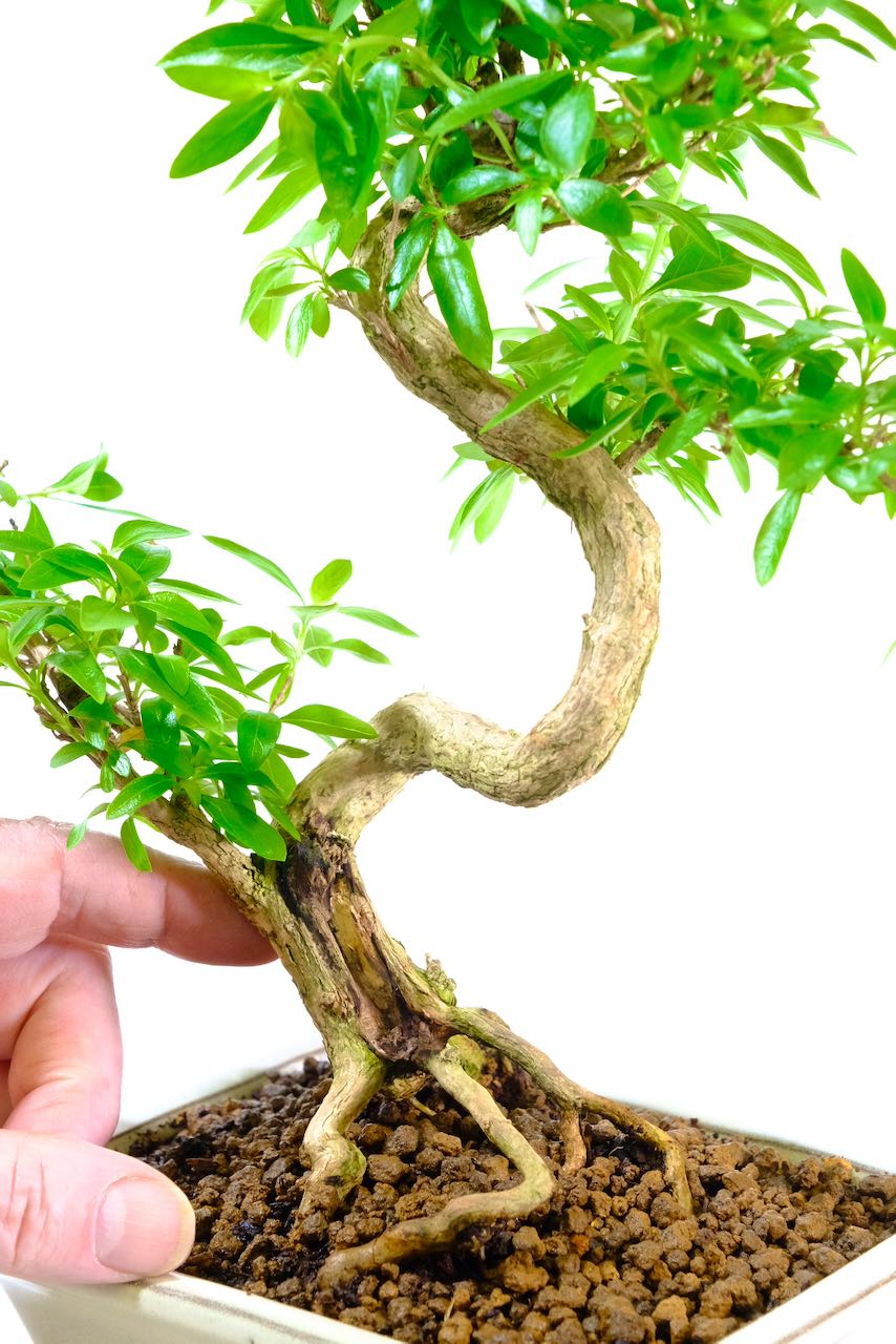 Phenomenal exposed roots