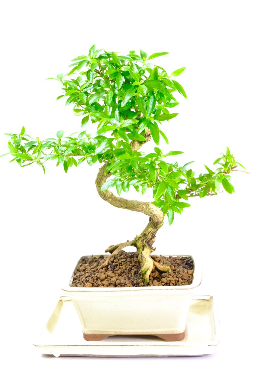 Stunning indoor Serissa bonsai tree UK