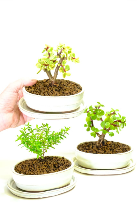 Triple Bonsai Offer: Stunning Tiny Dwarf Indoor Beginners Bonsai Triple Pack