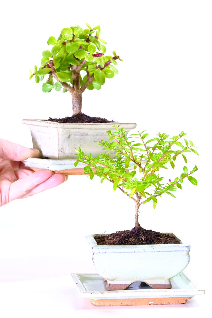 Cute and tiny twin Jade and Cuphea bonsai set