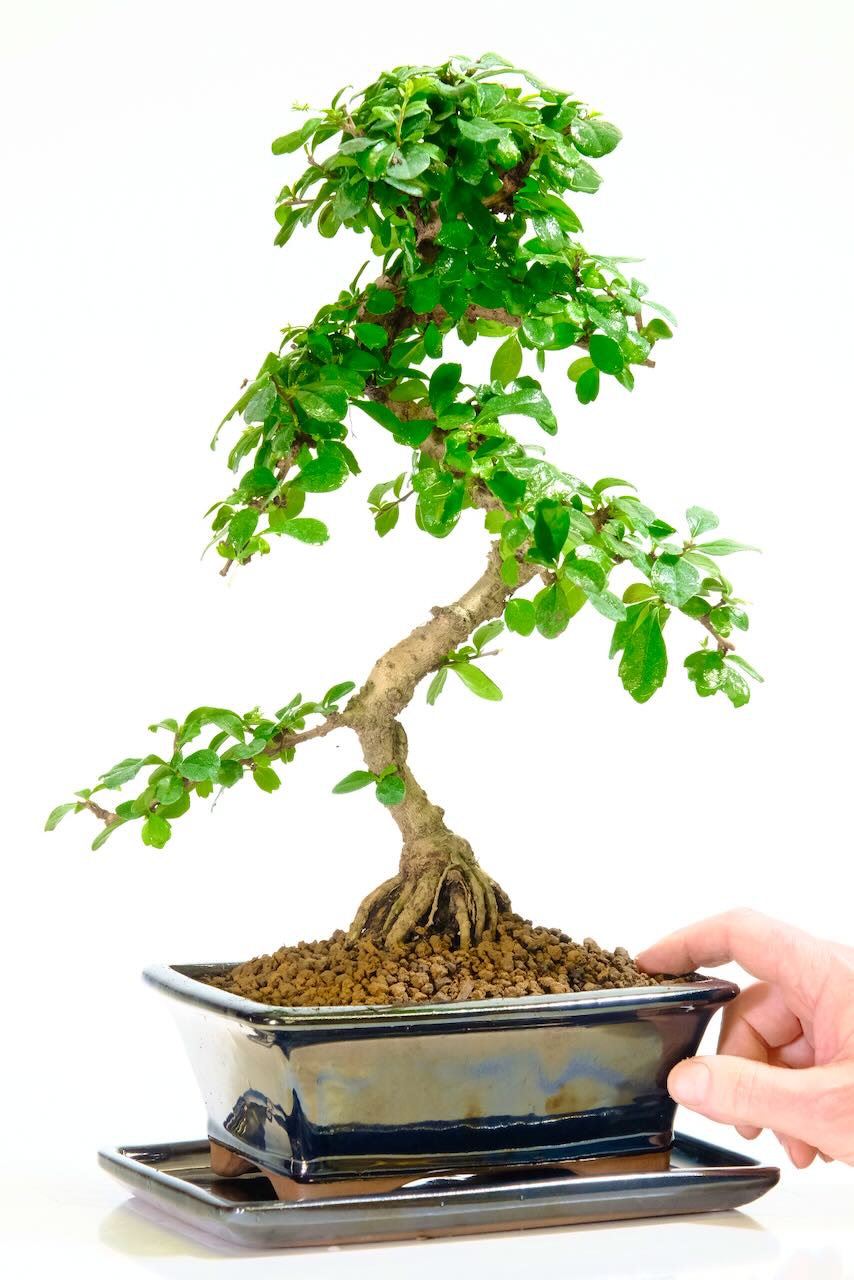 16 year old Fukien tea bonsai tree for sale
