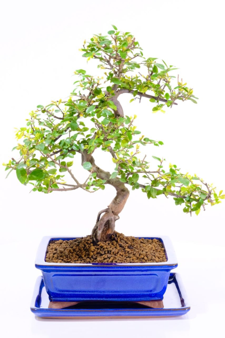 Fruiting Sweet Plum (Sageretia) Indoor Bonsai Tree | "Tree of Contemplation"